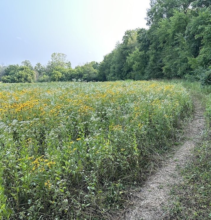 A grassy pathway running alongside a yellow wildflower field, bordered by green trees under a bright, partly cloudy sky.