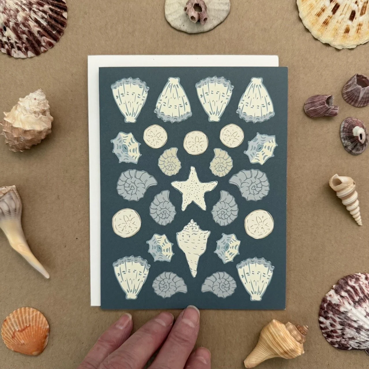 IMG_1374 shell collection variety sea star copy Large.jpeg