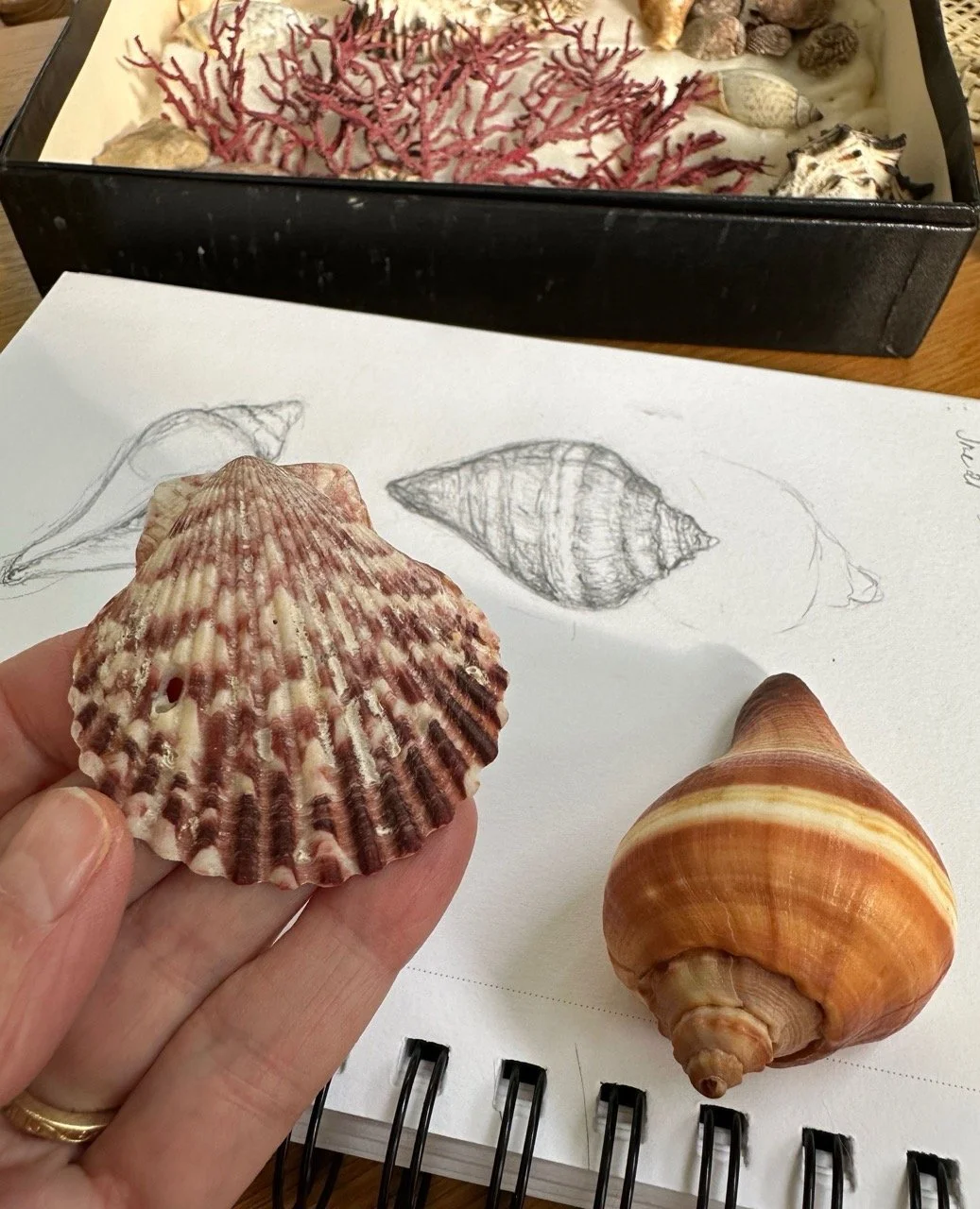 A seashell and a drawing of the same seashell on a sketchpad with a collection of seashells and coral in a display box.