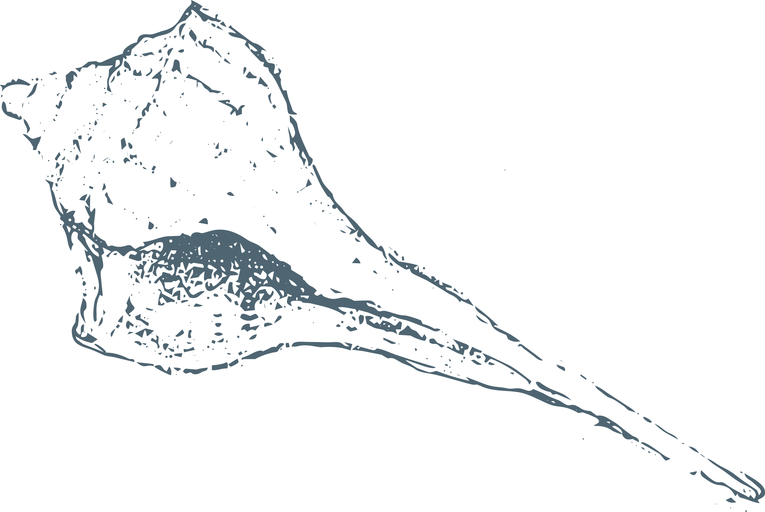 Line drawing of a whale's head and long, pointed snout on a black background.