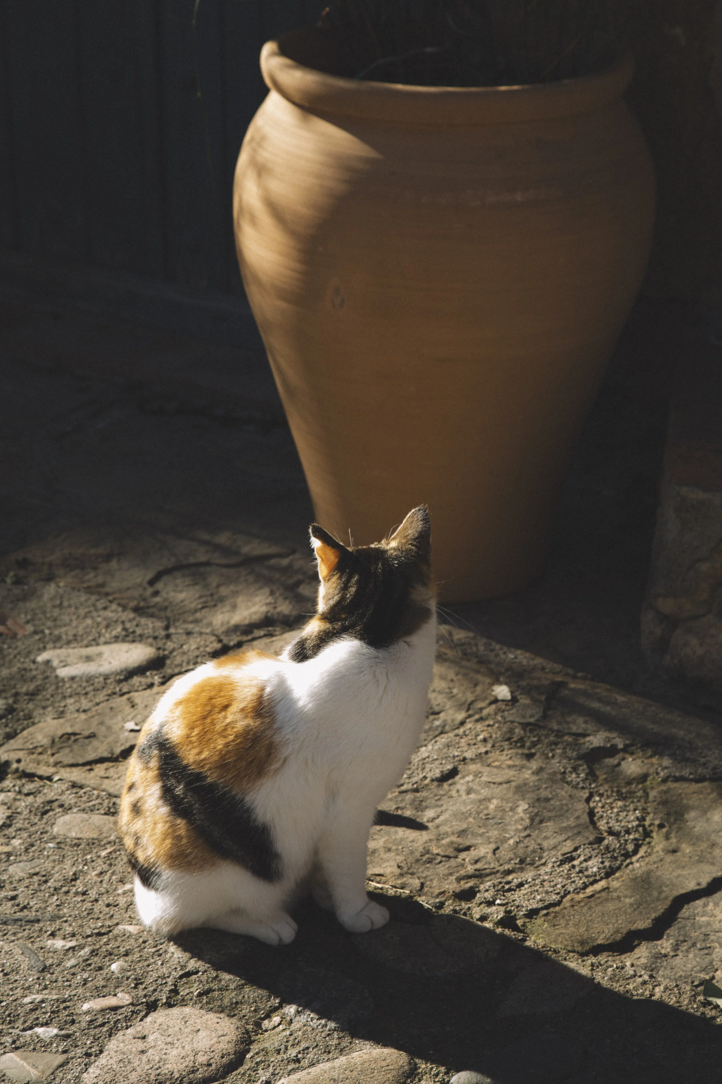 vd_Editat (11 de 1).jpg