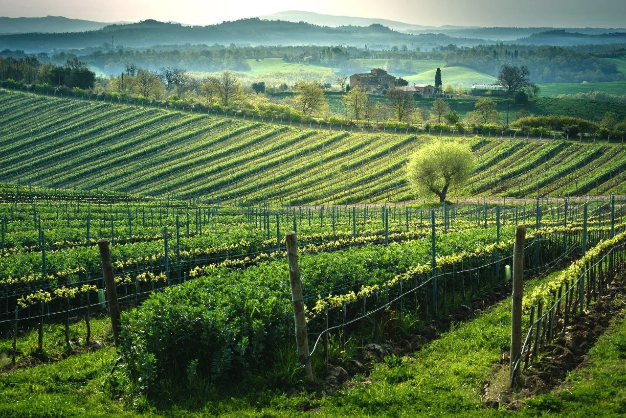 Vineyard with lush green rows of grapevines on rolling hills under a clear sky, with a solitary tree in the foreground and distant hills in the background.