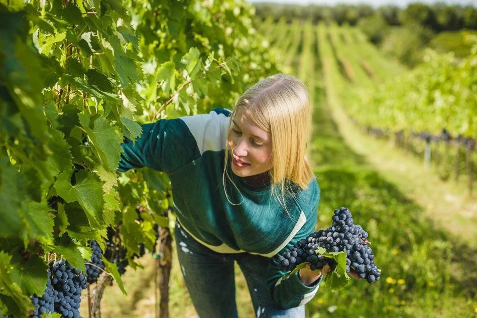 A woman picking grapes in a vineyard during daytime.