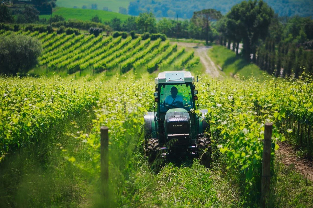 A person driving a tractor through a lush green vineyard on a sunny day.
