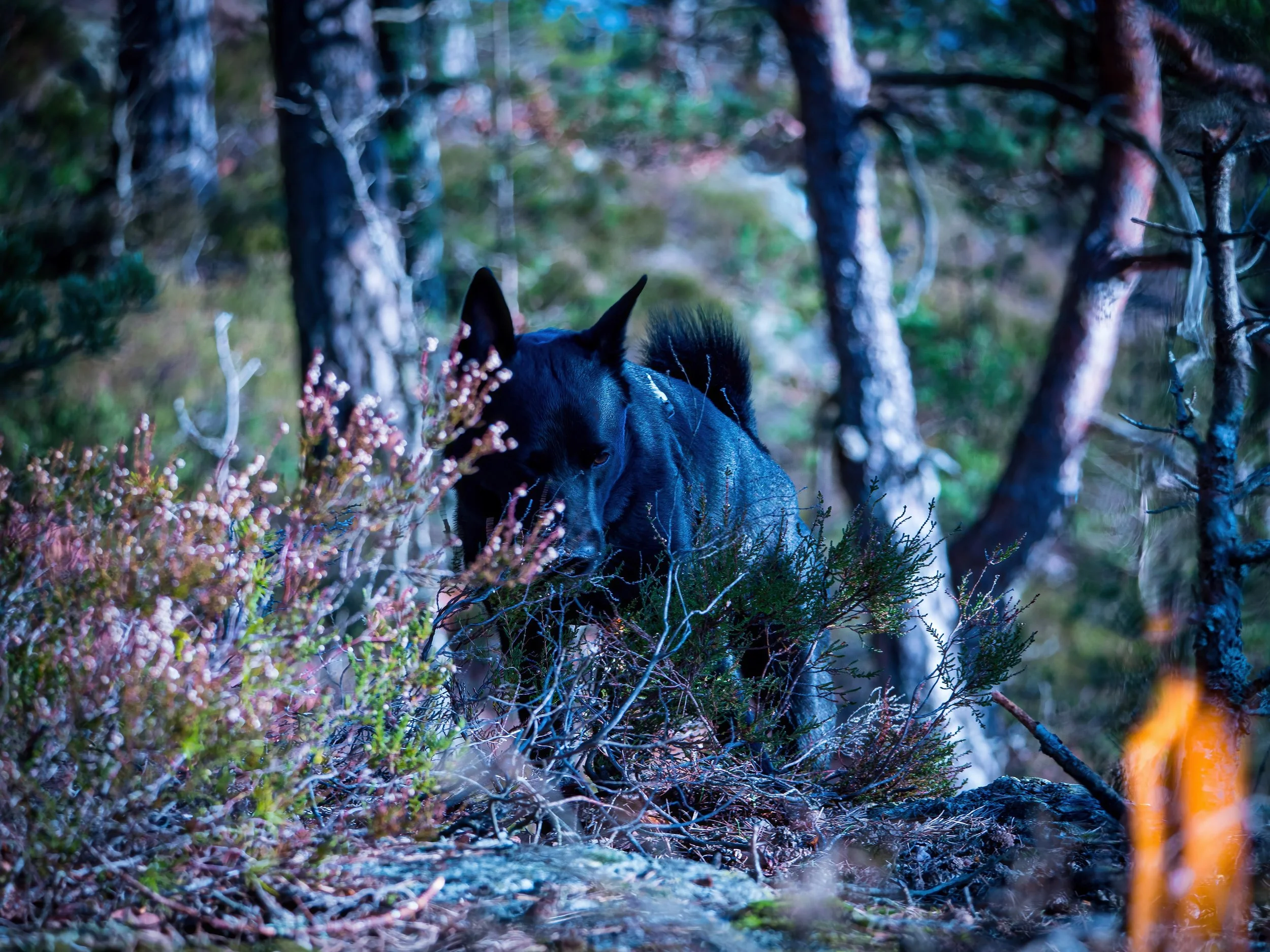 "Kamerat ved bålet” – En Norsk Elghund Sort i skogen.
