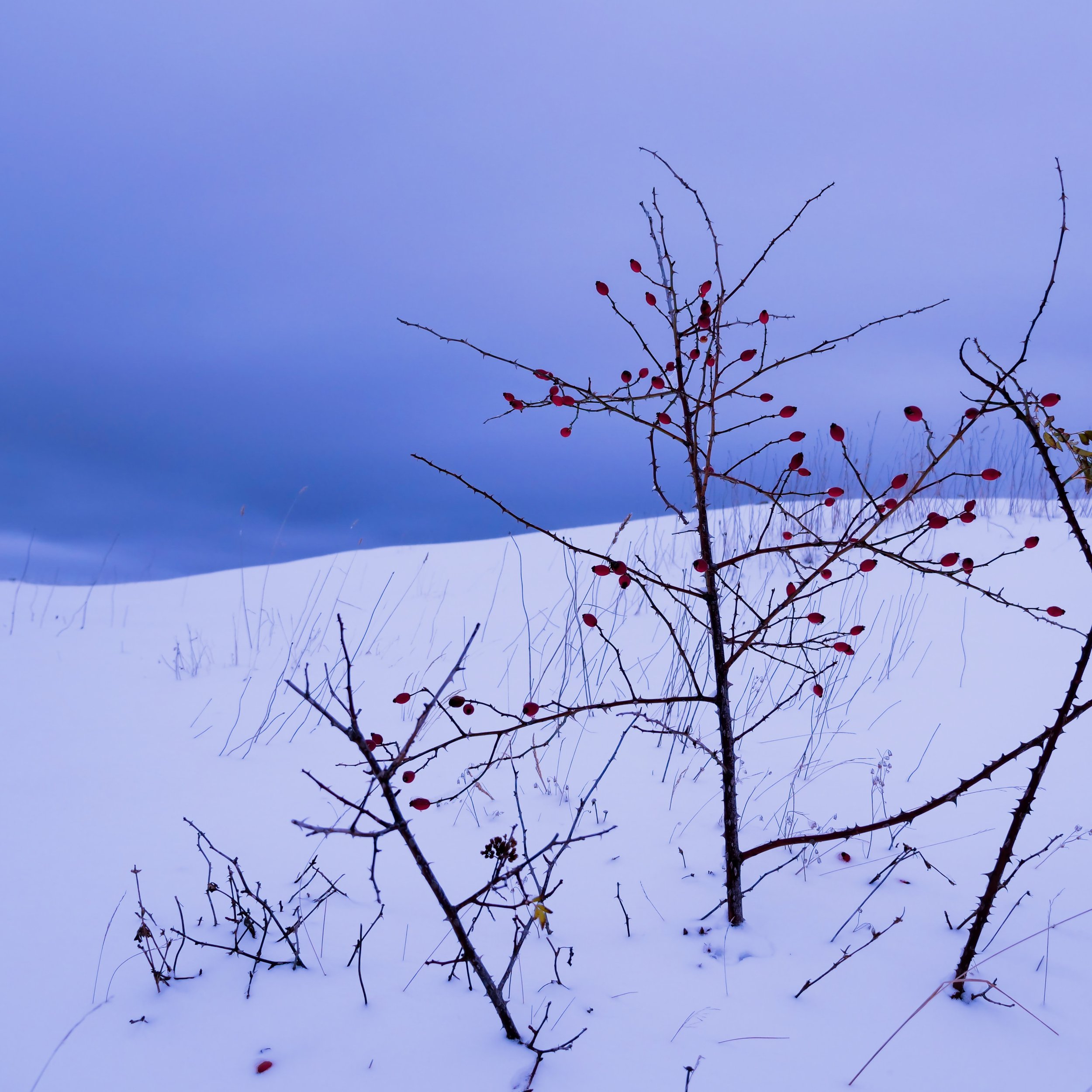 Min første Nyttårsaften med hund.