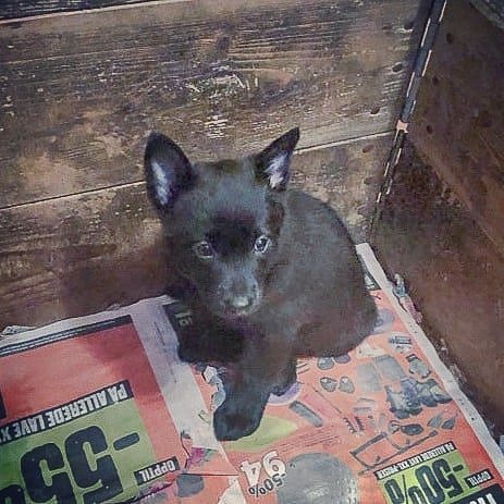 På valpe besøk i Sandeid.