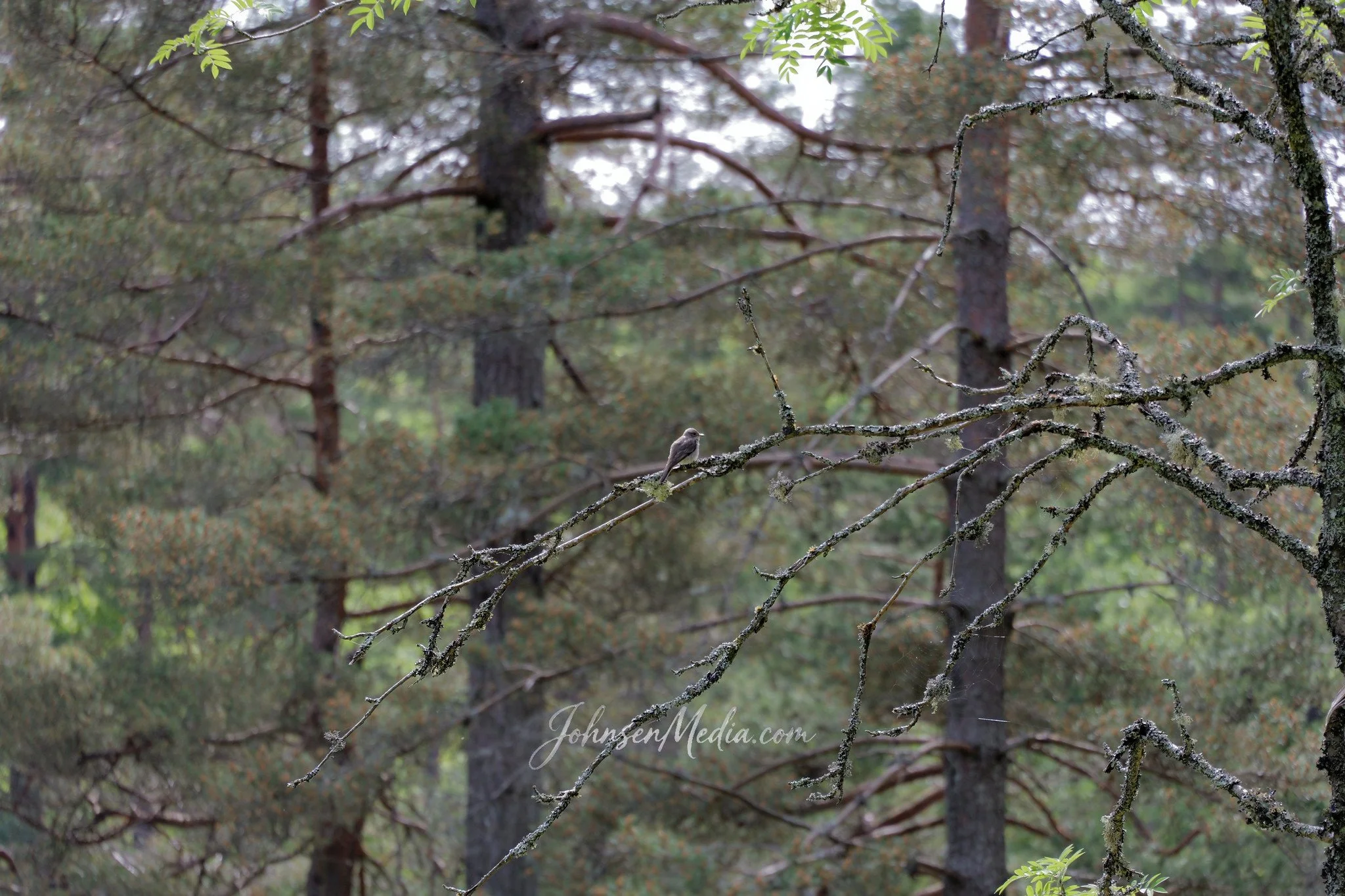The lonely bird.