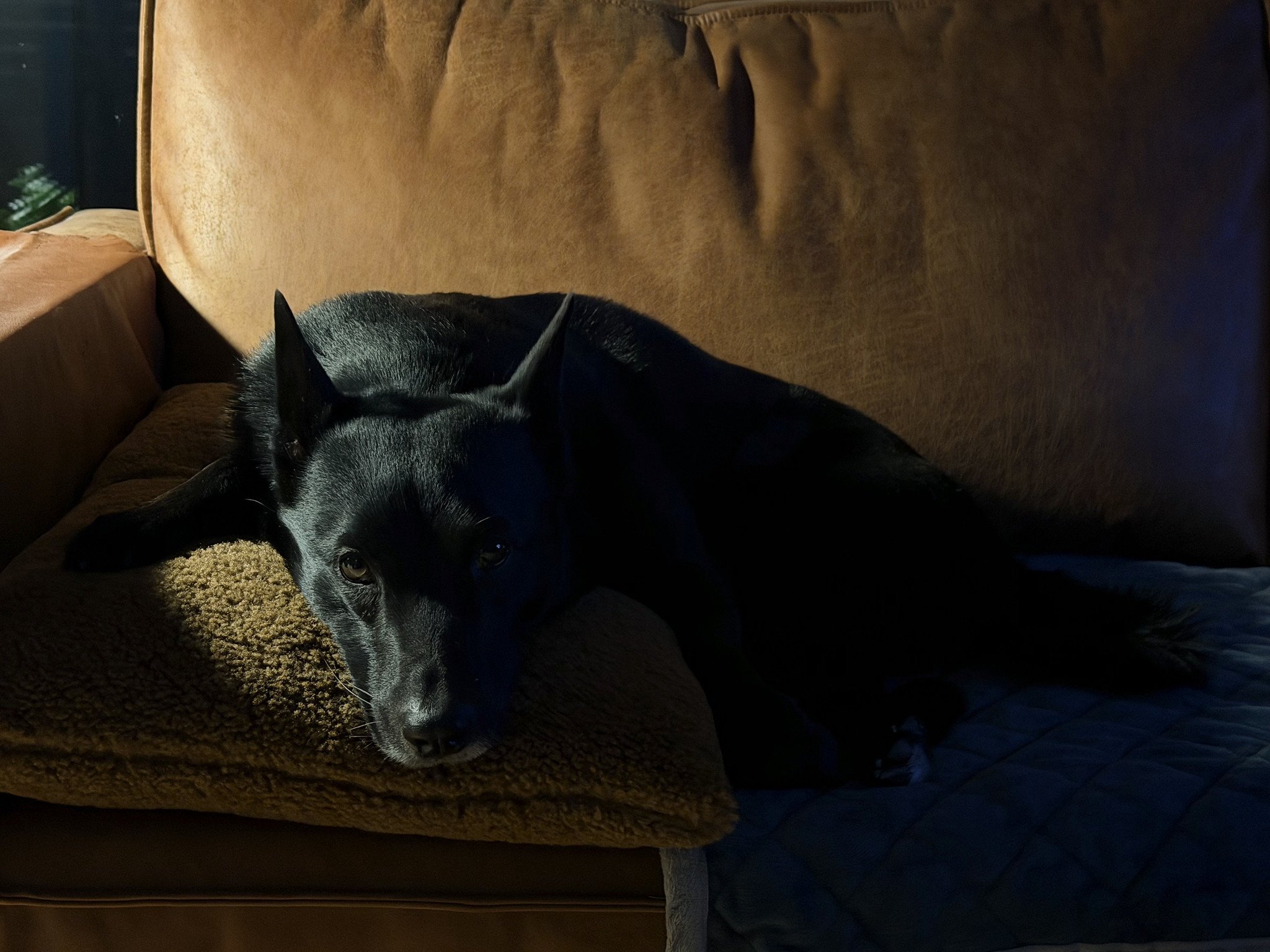 IMG_2549_DxO