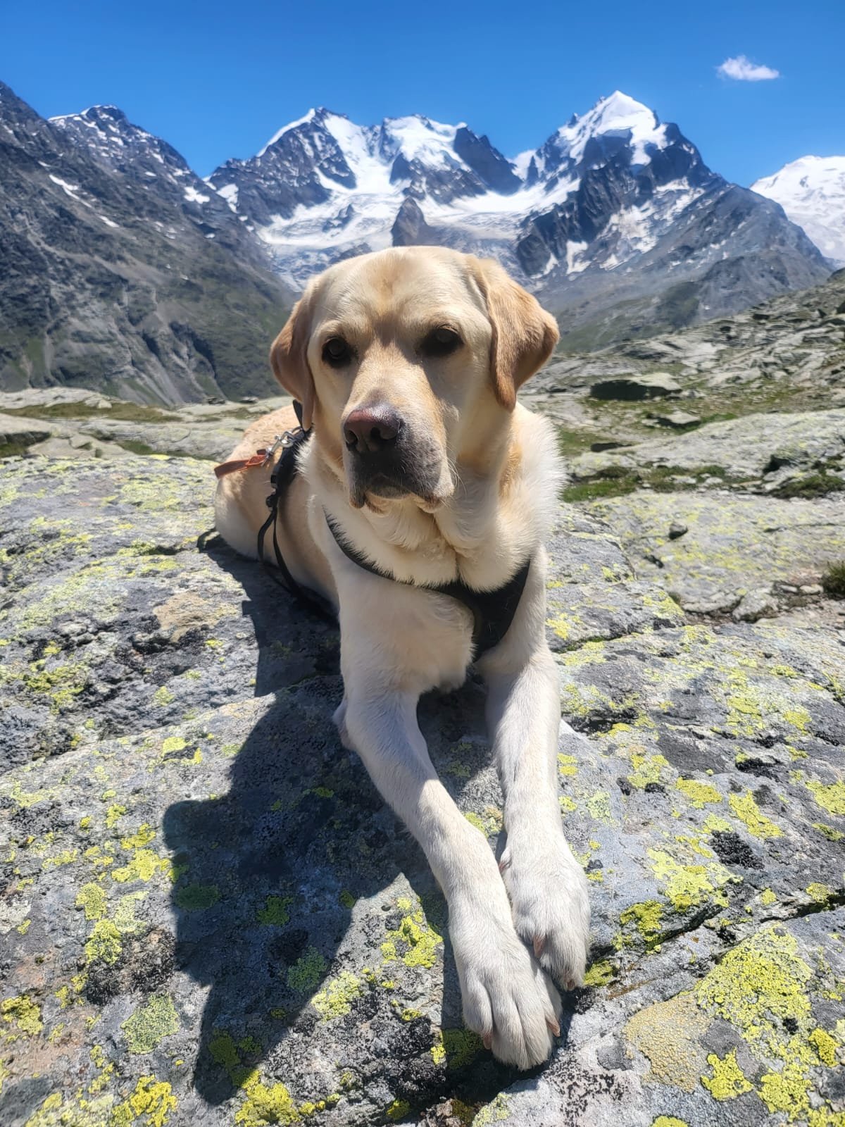 Ein Labrador-Hund liegt auf felsigem Gelände vor schneebedeckten Berggipfeln und blauer Himmel, in einer alpine Landschaft.