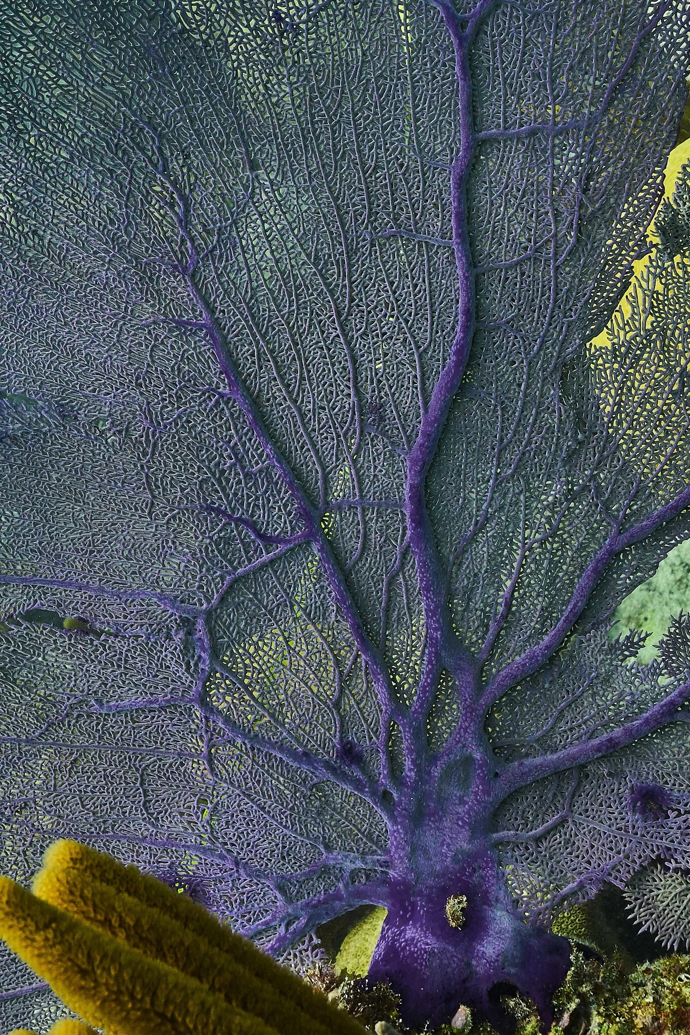 Close-up of a purple, tree-like coral with intricate, branching structures and textured surface.
