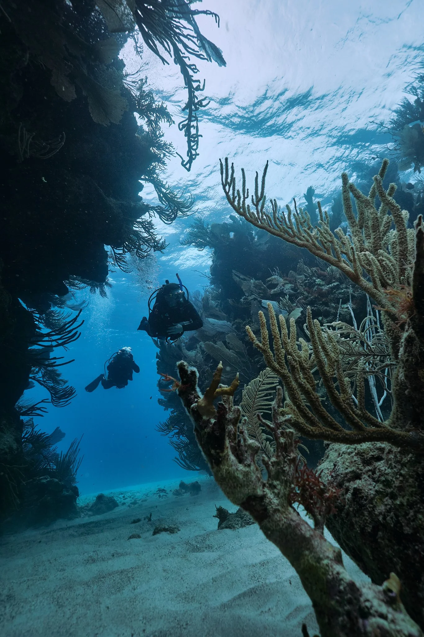 Two scuba divers explore a vibrant coral reef underwater with various coral formations and marine plants.