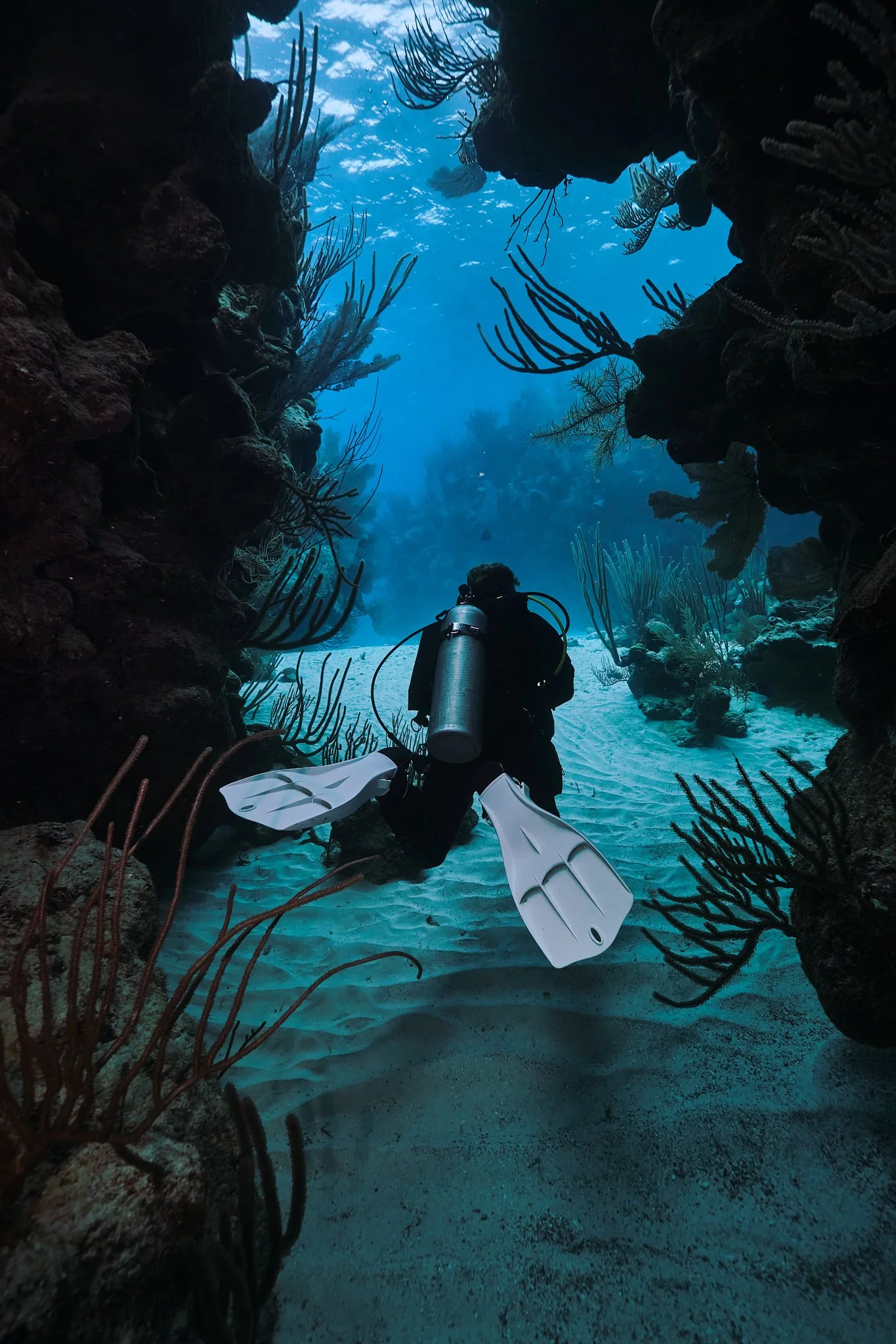 A scuba diver underwater exploring a coral reef with various corals and marine plants visible around.