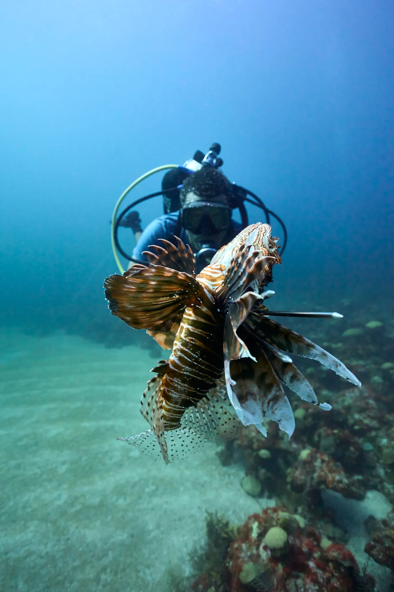 Scuba diver underwater observing a lionfish near the ocean floor.