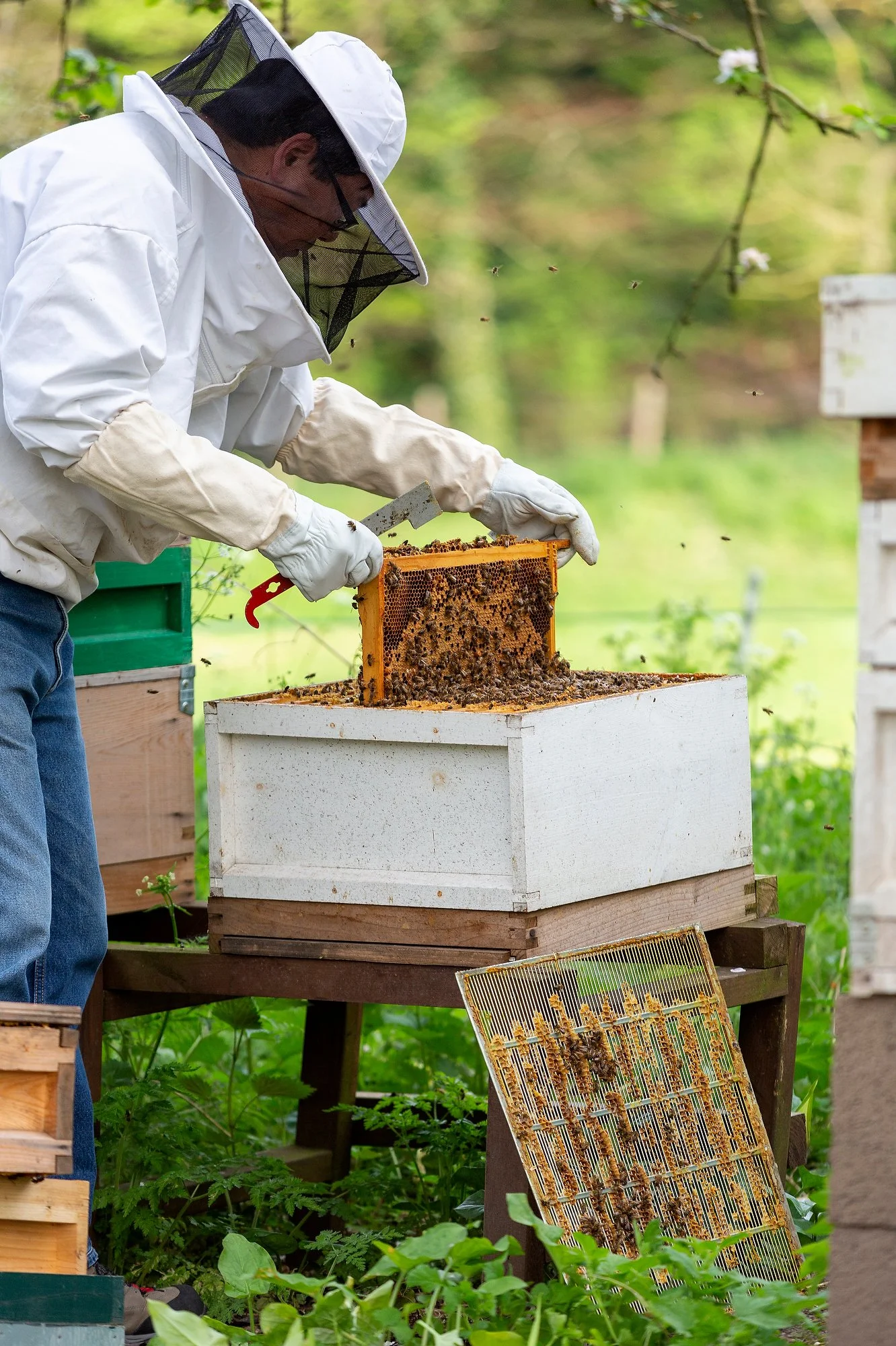 HengeEstate_May22_BeeKeeping_005.JPG