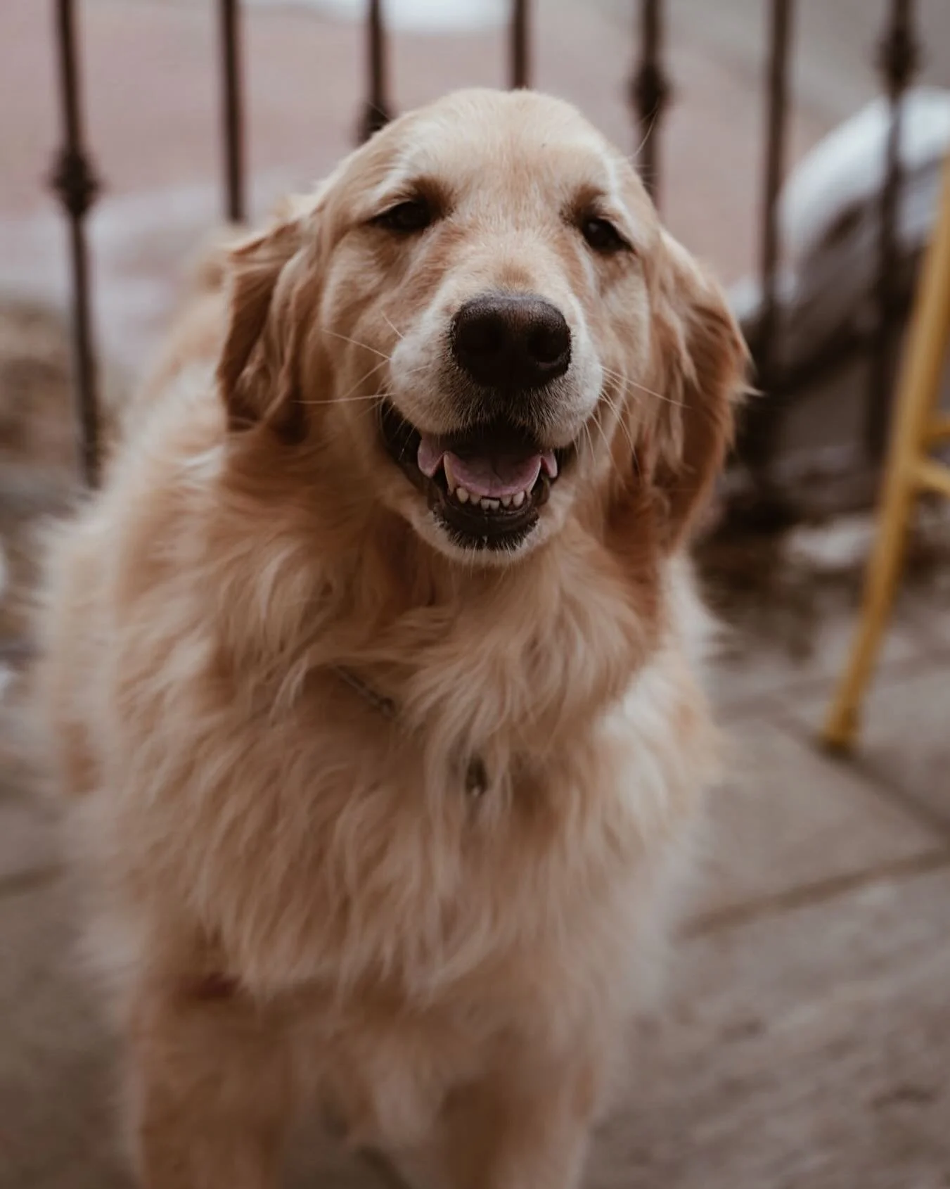 Warmer weather means coffee on the porch with our favorite furry friends!