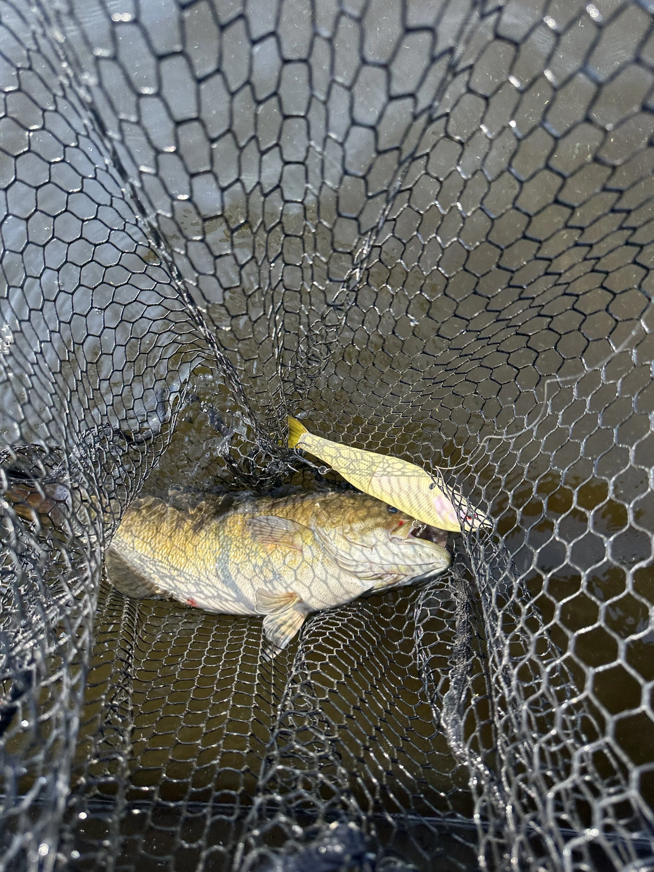 A fish caught in a fishing net with water visible in the background.