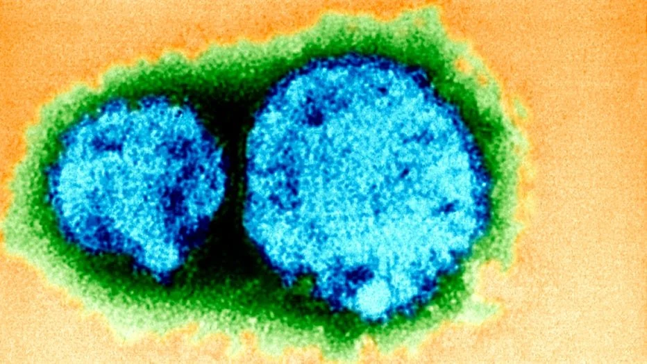 Hantavirus Update: Facts, Not Fear