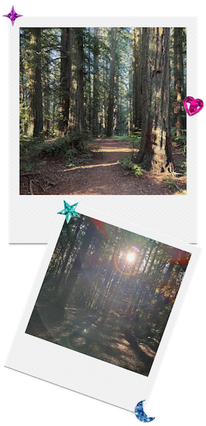 Two Polaroid-style photos of Redwood trees and sunlight streaming through the branches, decorated with colorful star and heart-shaped stickers.