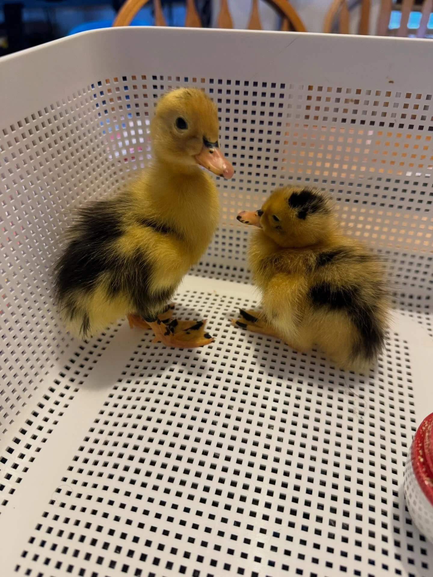 First week with Moana and Minnje #ancona #duck #duckling #dalmatianducks