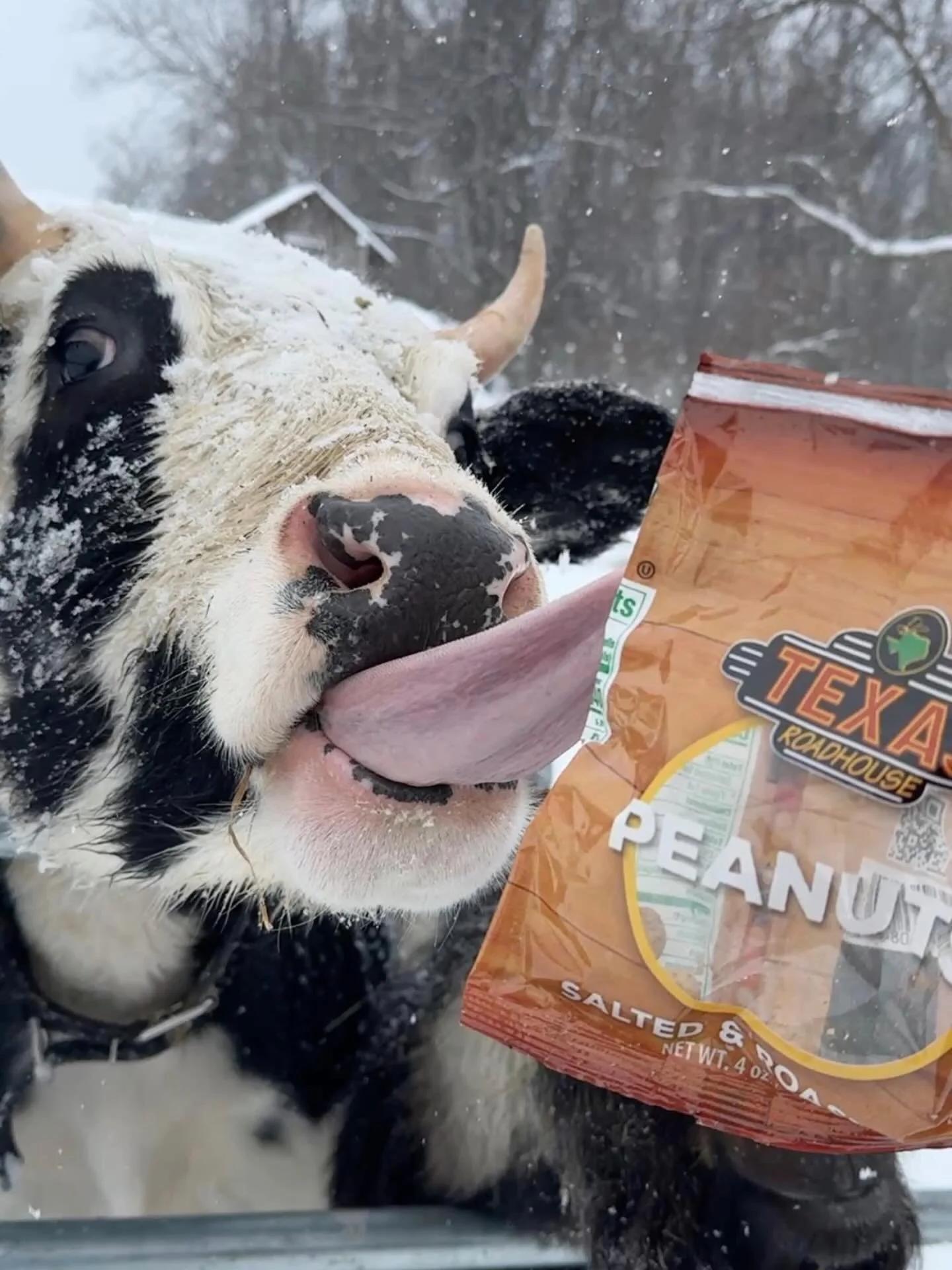 @texasroadhouse Oddball says Texas Roadhouse peanuts are finger lickin&rsquo; good 🐄🥜