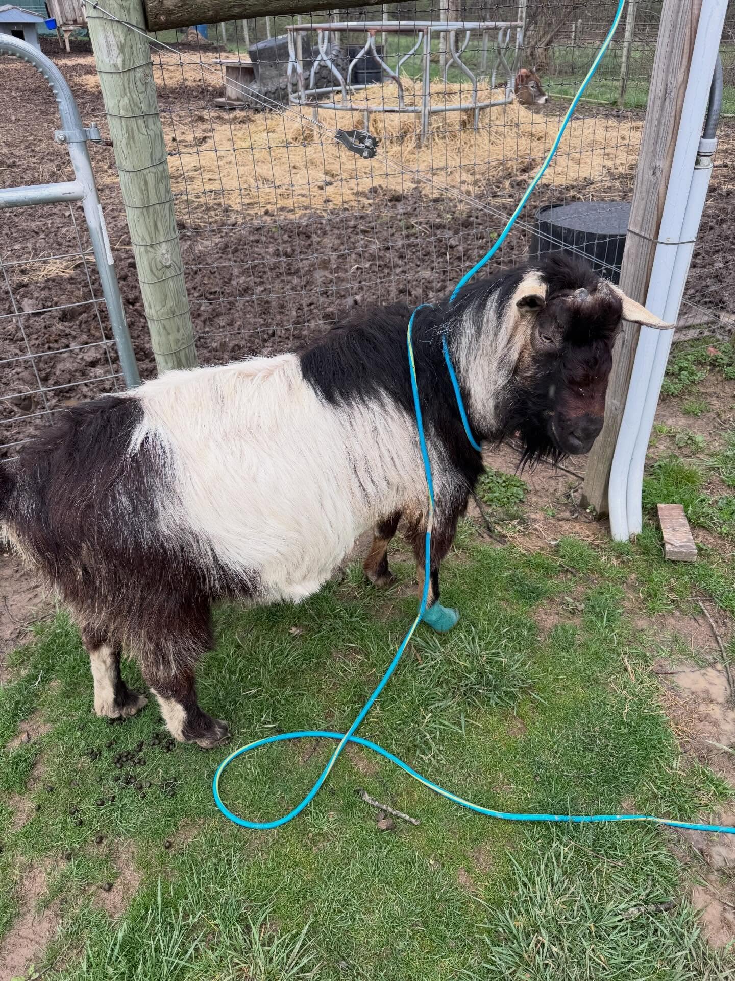 ISO caregiver&hellip;.can&rsquo;t leave him alone.
#bourbon #alpinegoats #alpineacresfarm