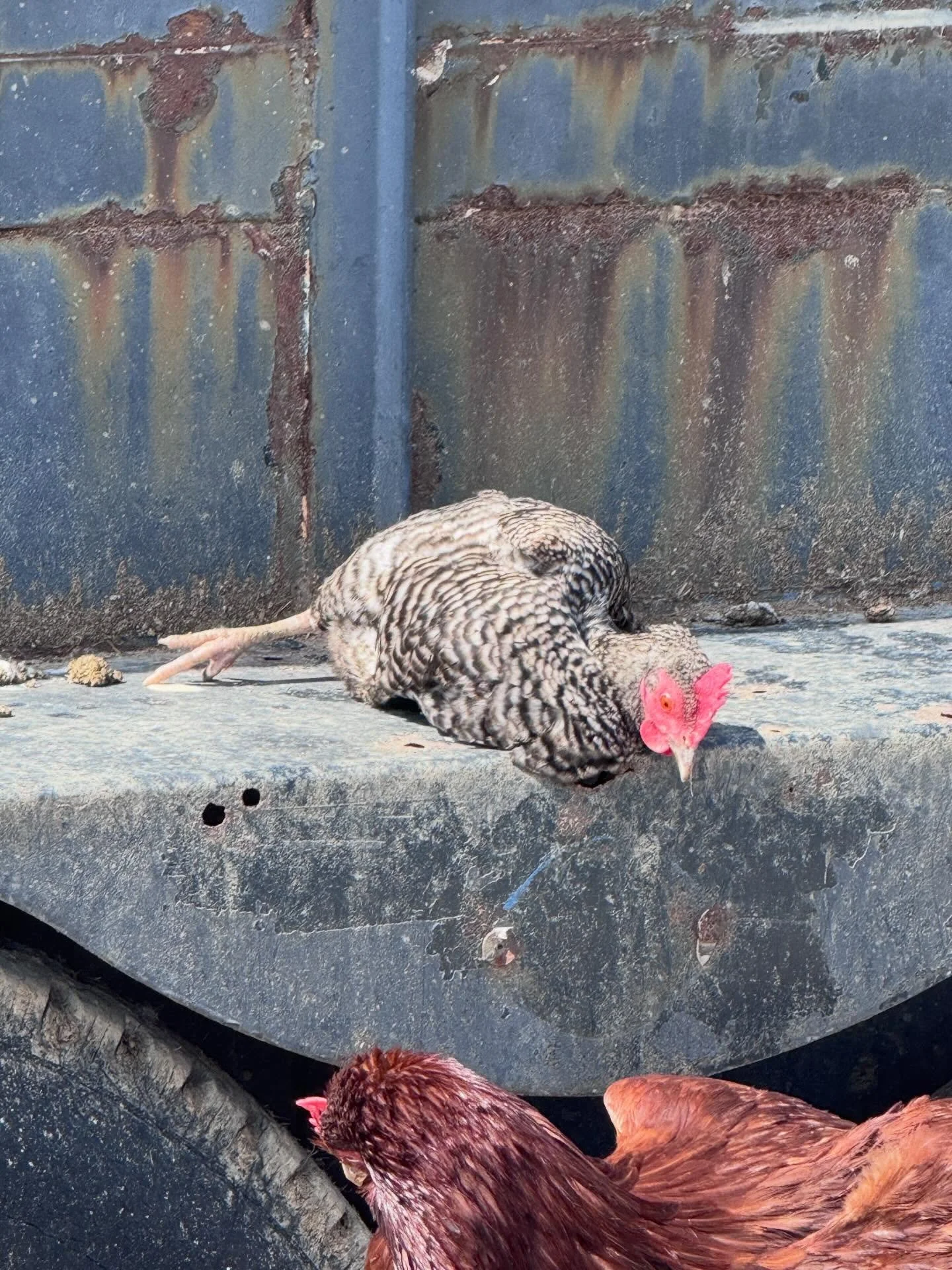 First edition of &ldquo;I thought you were dead&rdquo;
#bantamchicken #alpineacresfarm #ithoughtyouweredead