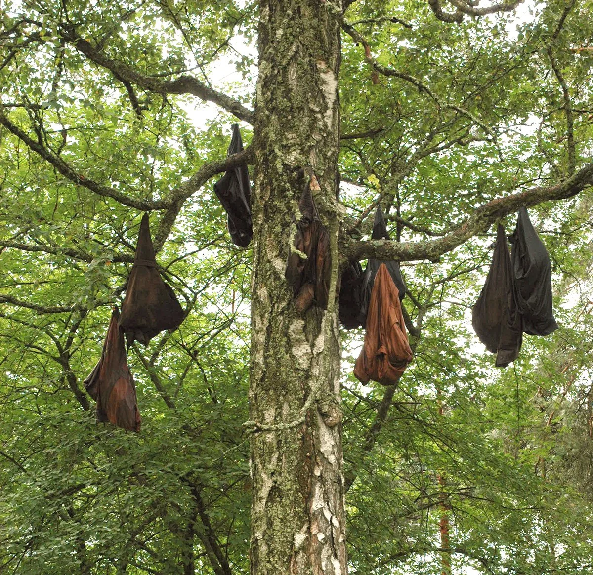 Day Tree
