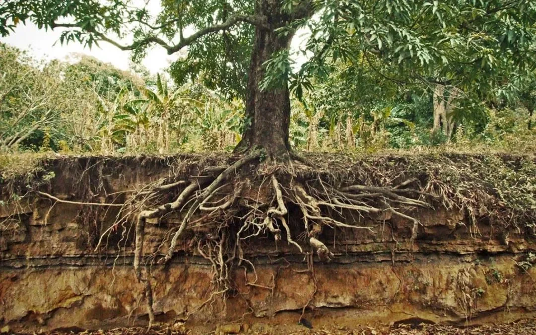 How Tree Roots Damage OKC Sewer Lines — And Why Pipe Lining Is the Permanent Fix