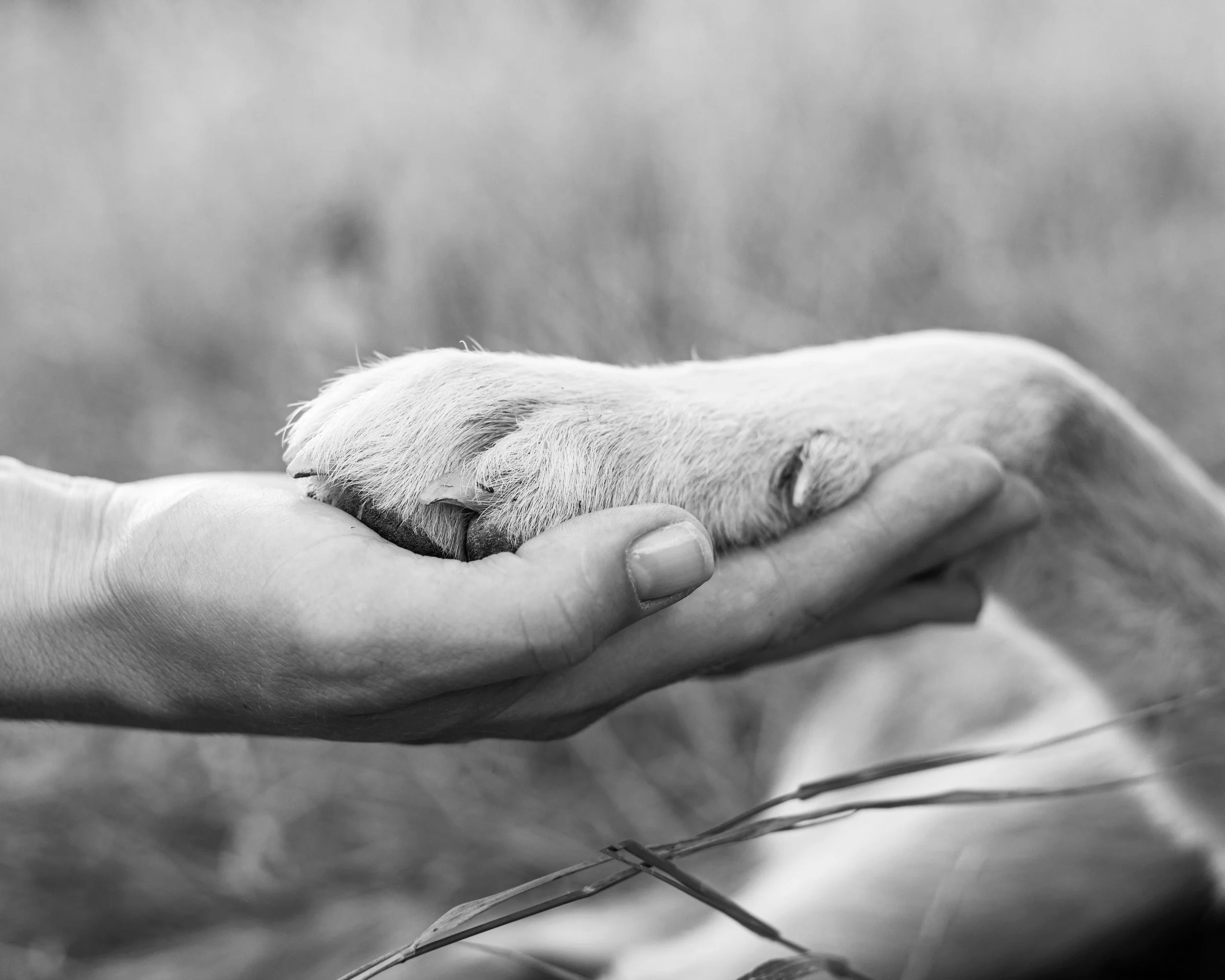 Diritto degli animali Tiziana Zuppi Avvocato Trieste