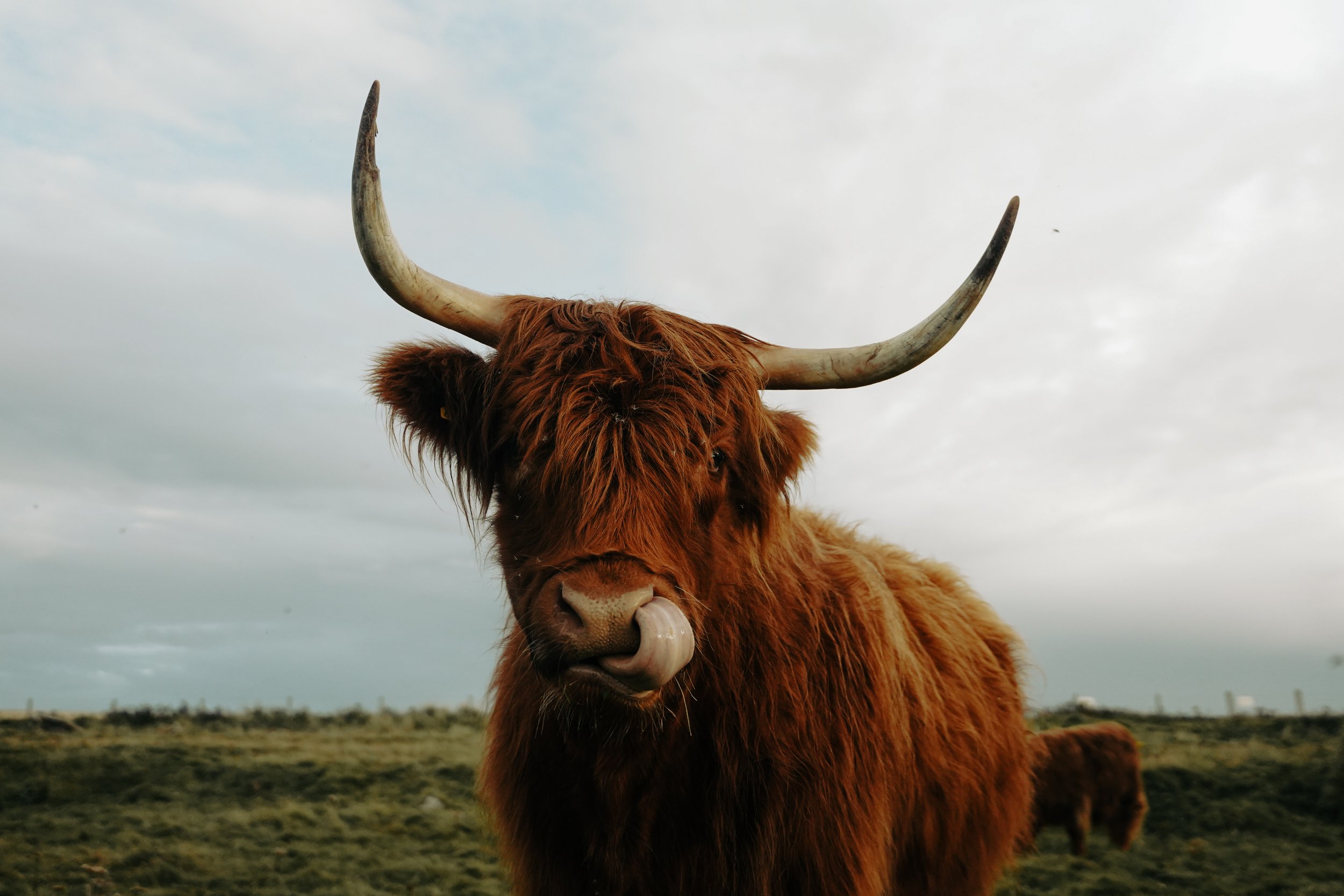 Highland Cow on Orkey