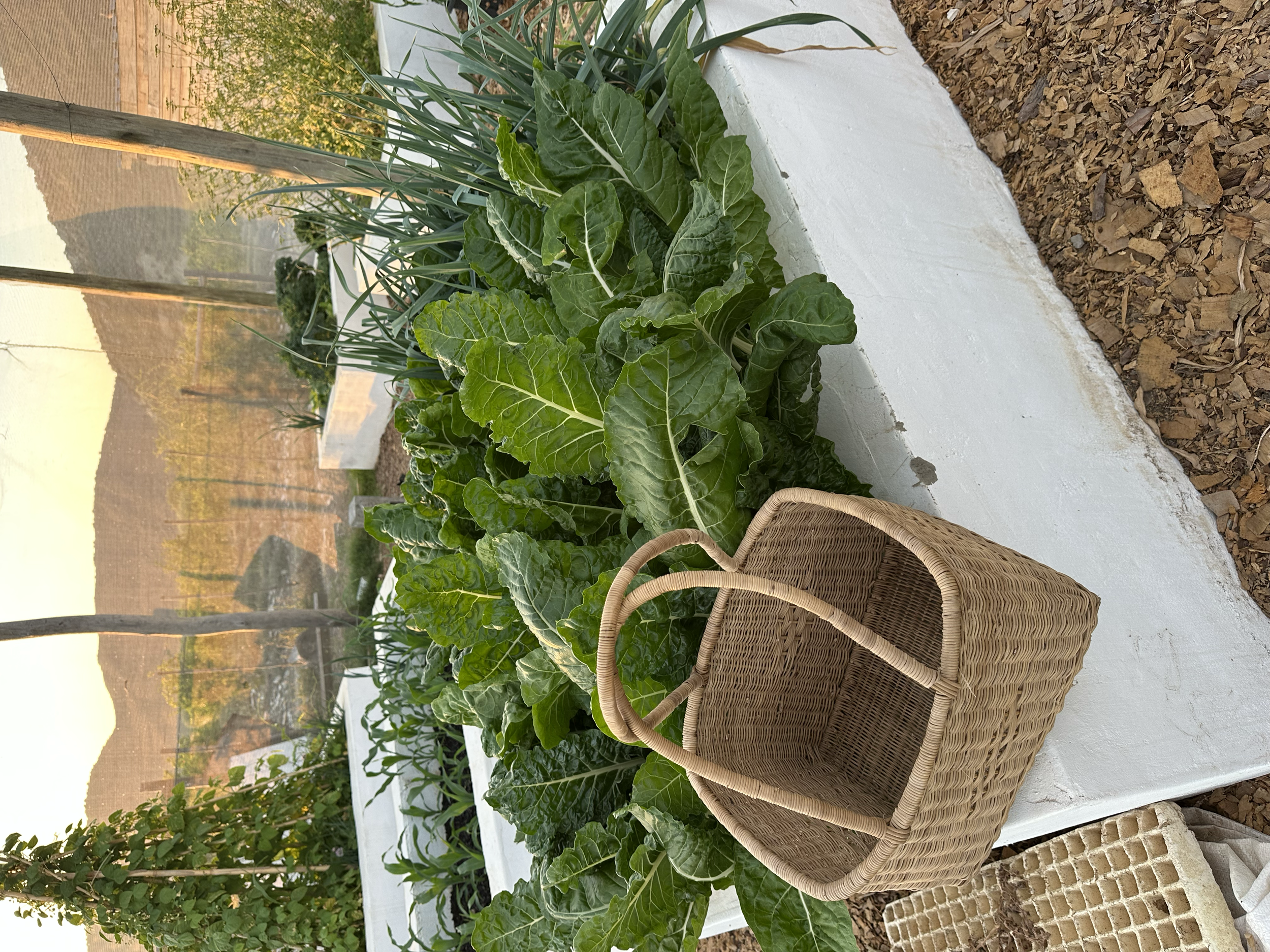 Our old greenhouse in South Africa and the harvest basket