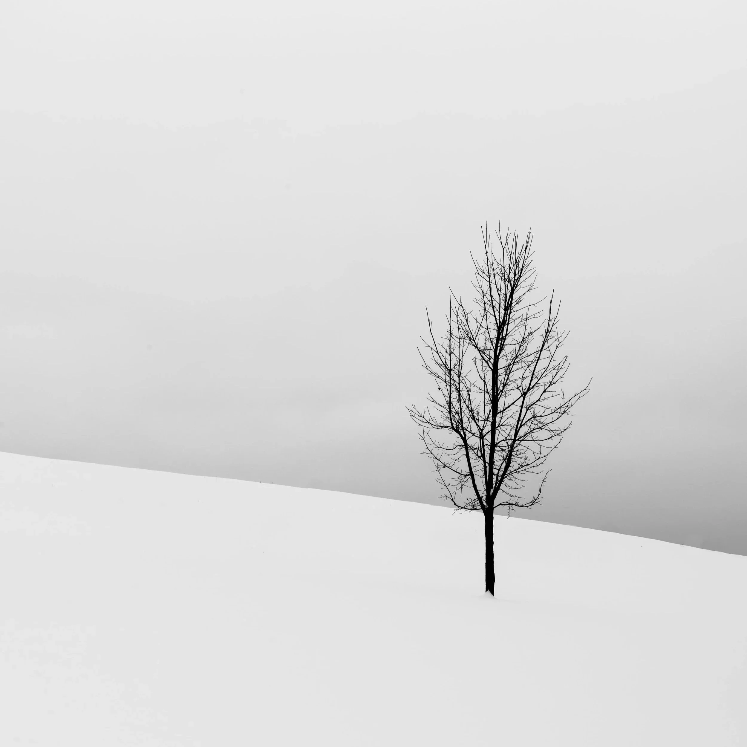 pexels-todd-trapani-488382-1909331.jpg (Copy)