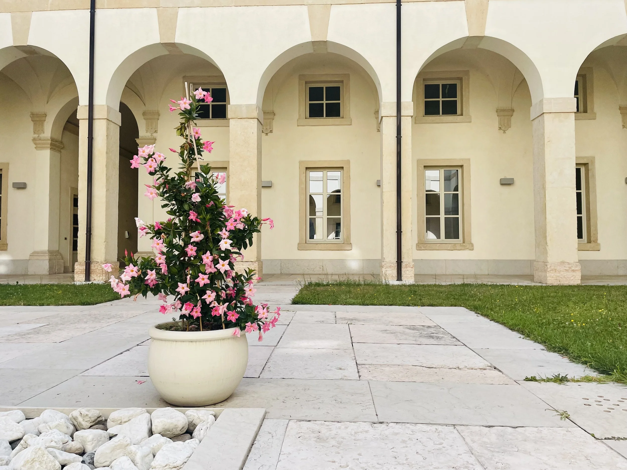 A large pink flowering plant in a white pot in the foreground, with a building featuring beige arches and windows in the background.