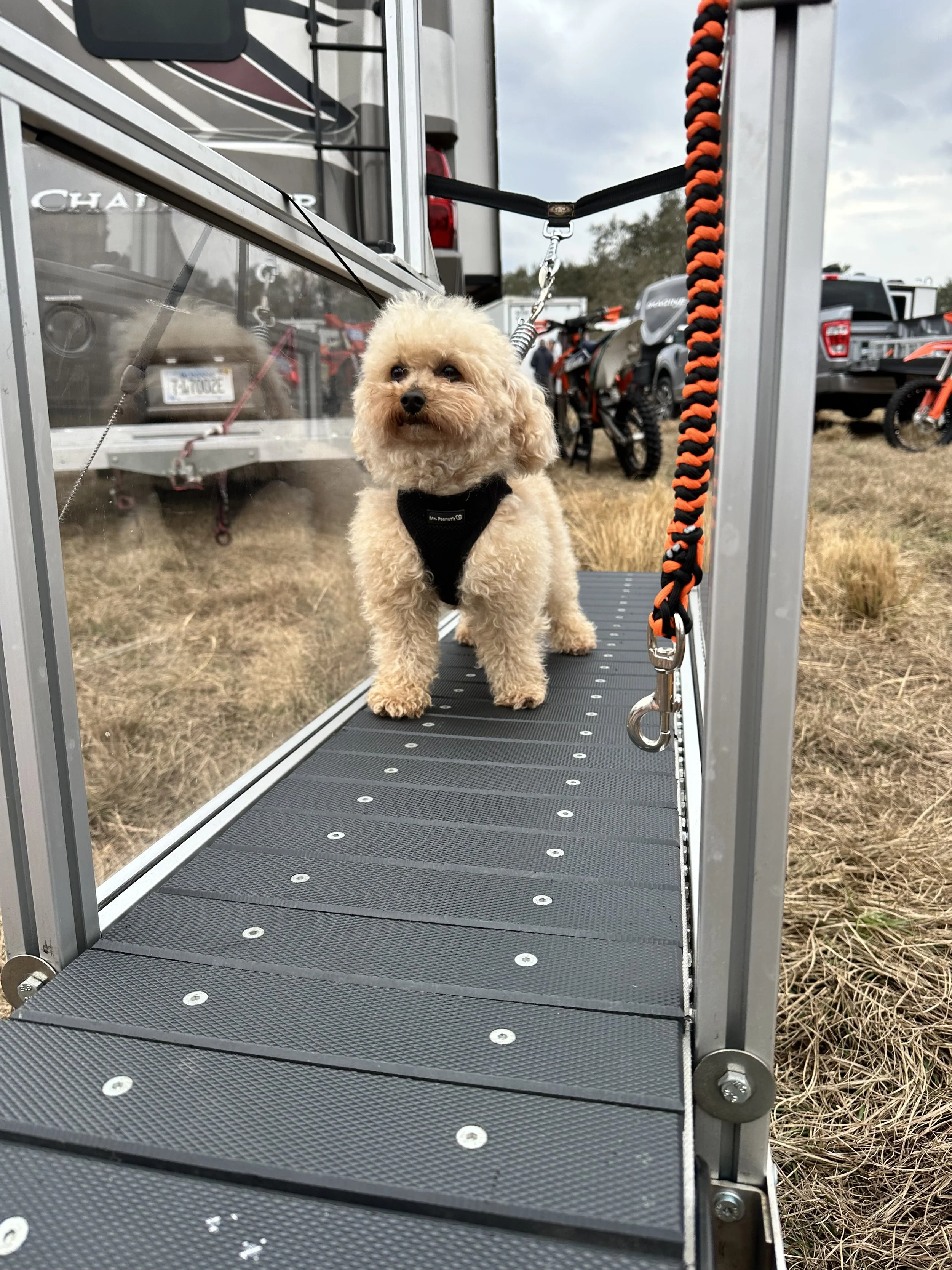 Introductory Run  (per dog)