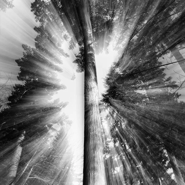 Black and white photo of tall trees viewed from below, with zoom effect creating radial lines from the center.