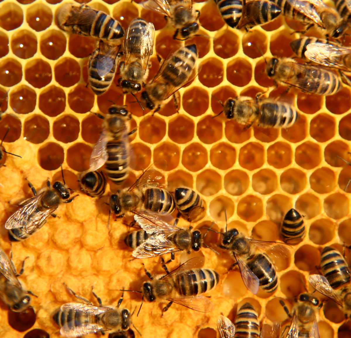 Be more bee with your prospect strategy