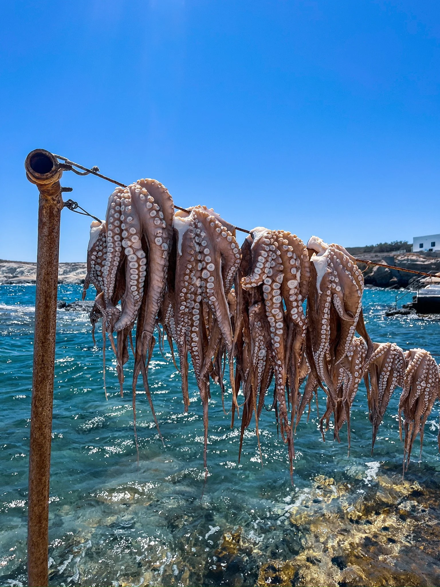 Octopuses hanging on a line to dry over the ocean with a rocky shoreline, blue sky, and a white building in the background.