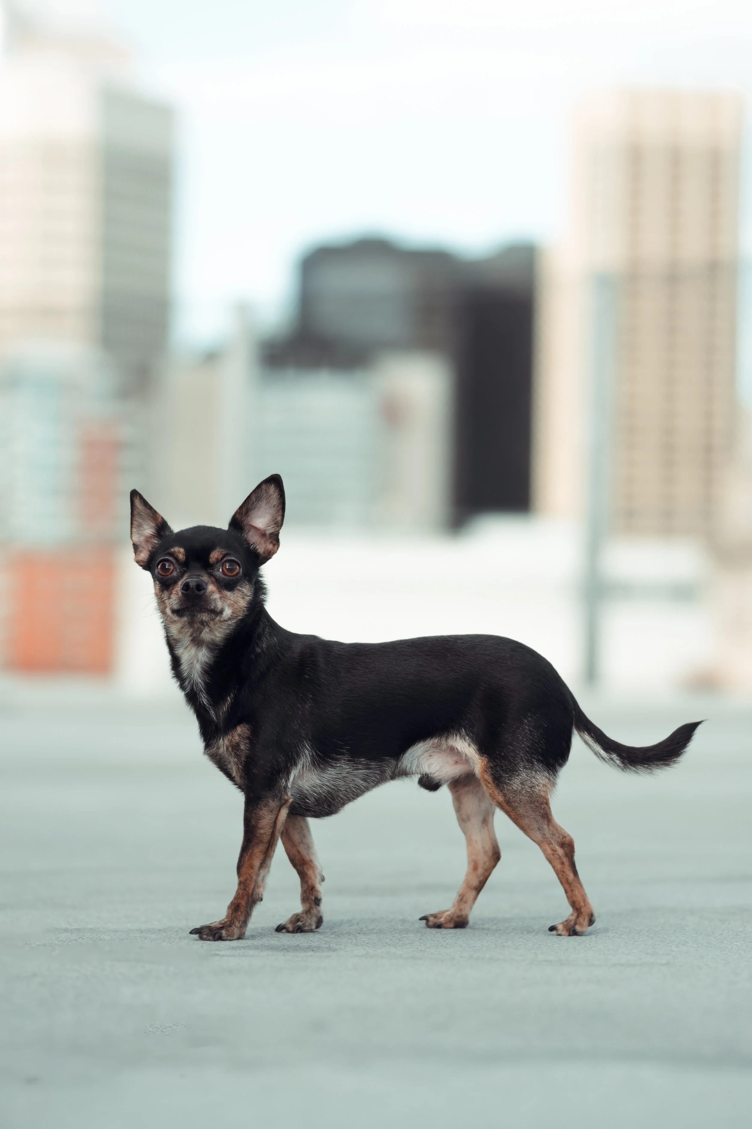 A small black and tan Chihuahua standing on a concrete surface with city buildings in the background.