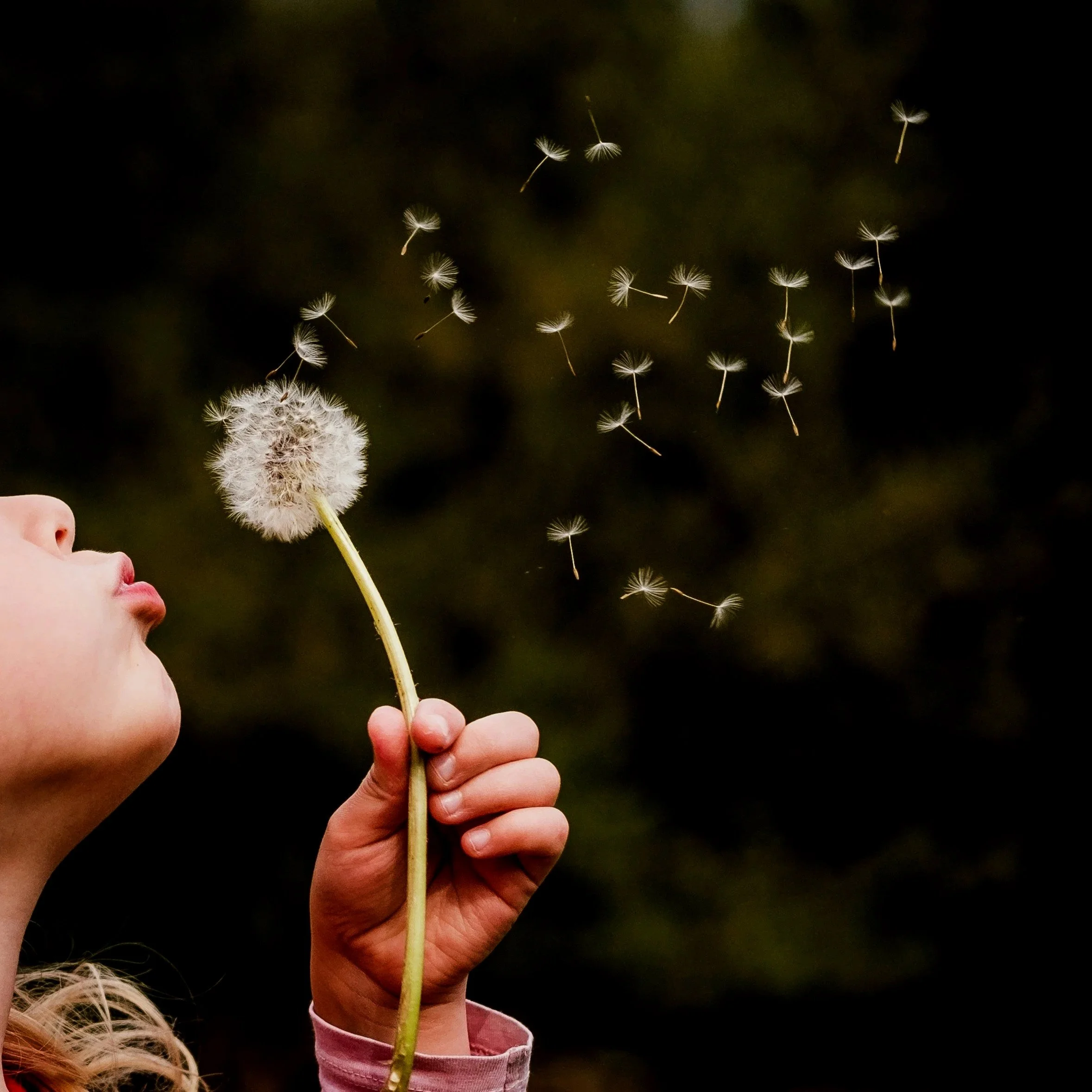 Trauma Therapy and Attachment Therapy