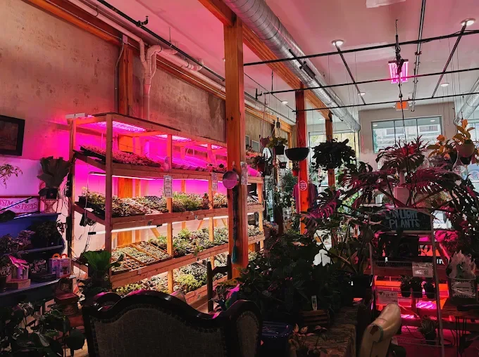 Terrarium Plant Store