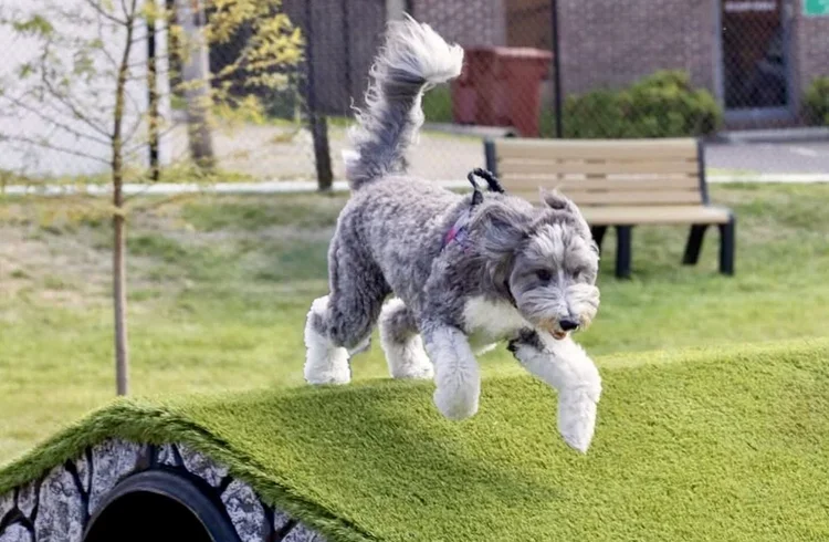 A playful gray and white dog jumping off a grassy obstacle in an outdoor park.