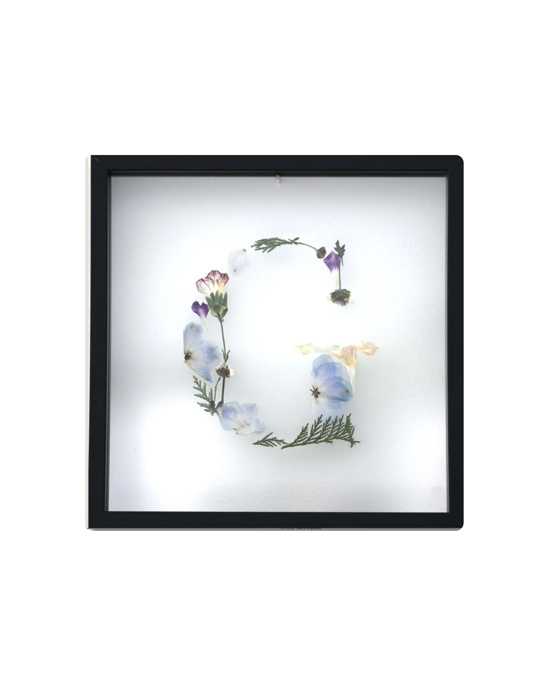 Framed botanical illustration featuring pressed flowers and leaves