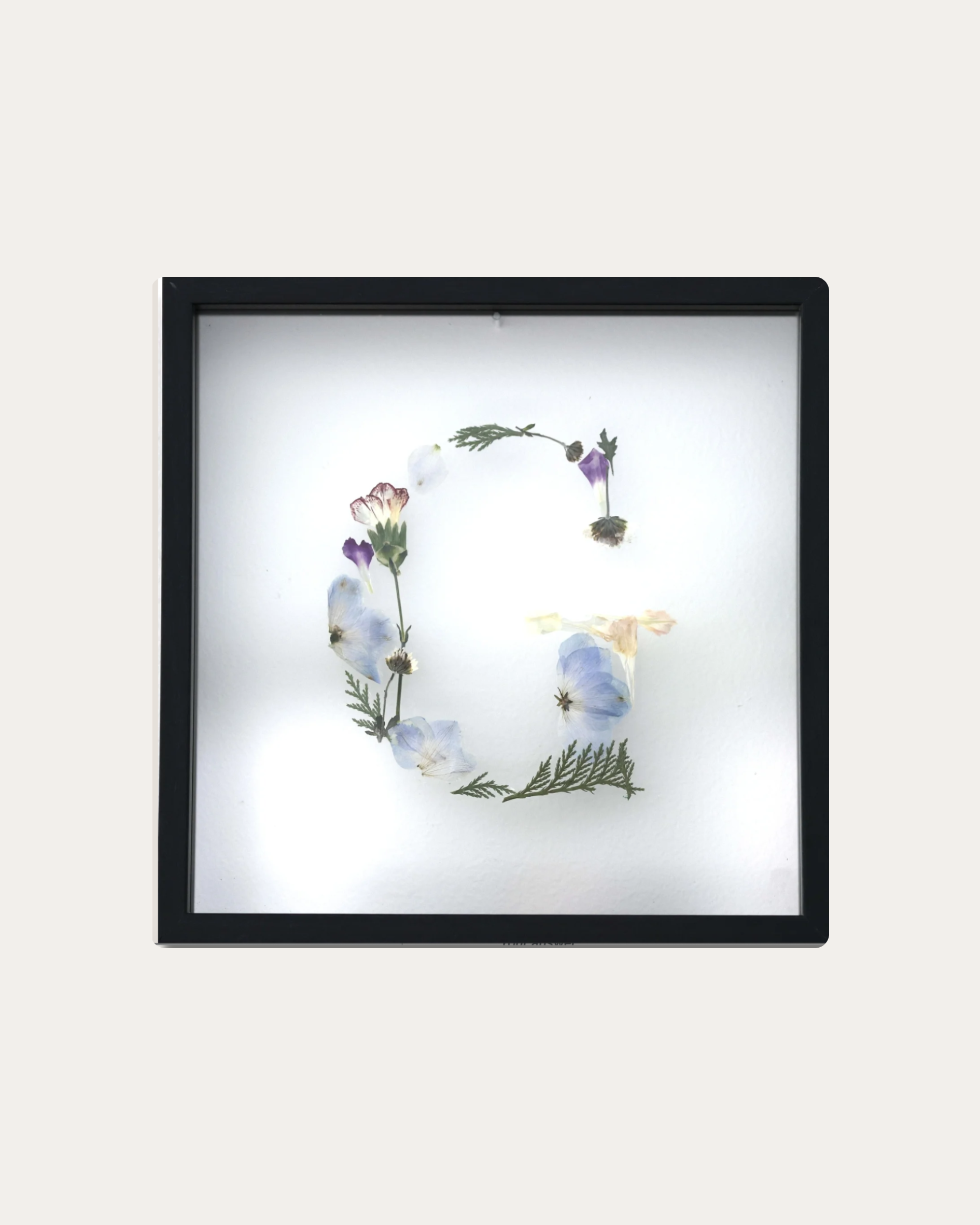A framed display of pressed flowers and leaves against a white background.
