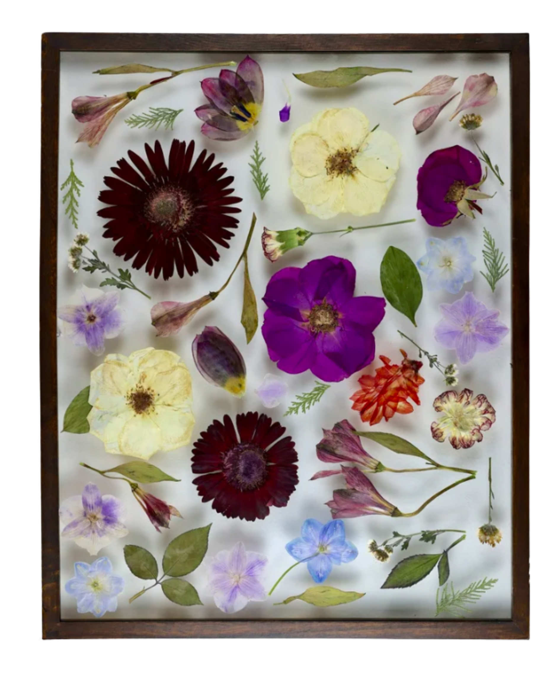 Pressed flowers and leaves arranged on white background within a wooden frame.