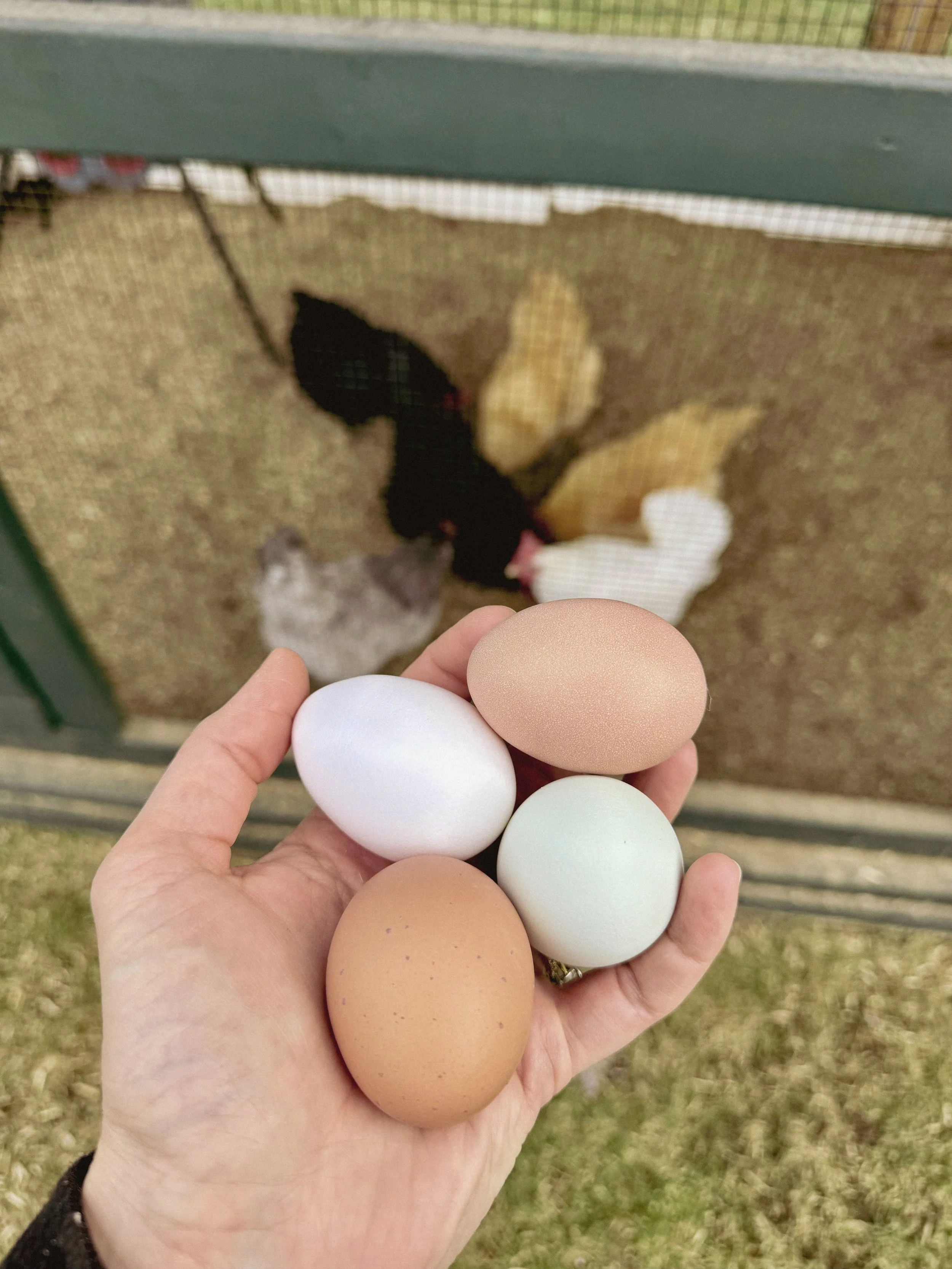 A hand holding four eggs of different colors in front of a chicken enclosure with a black and white chicken inside.