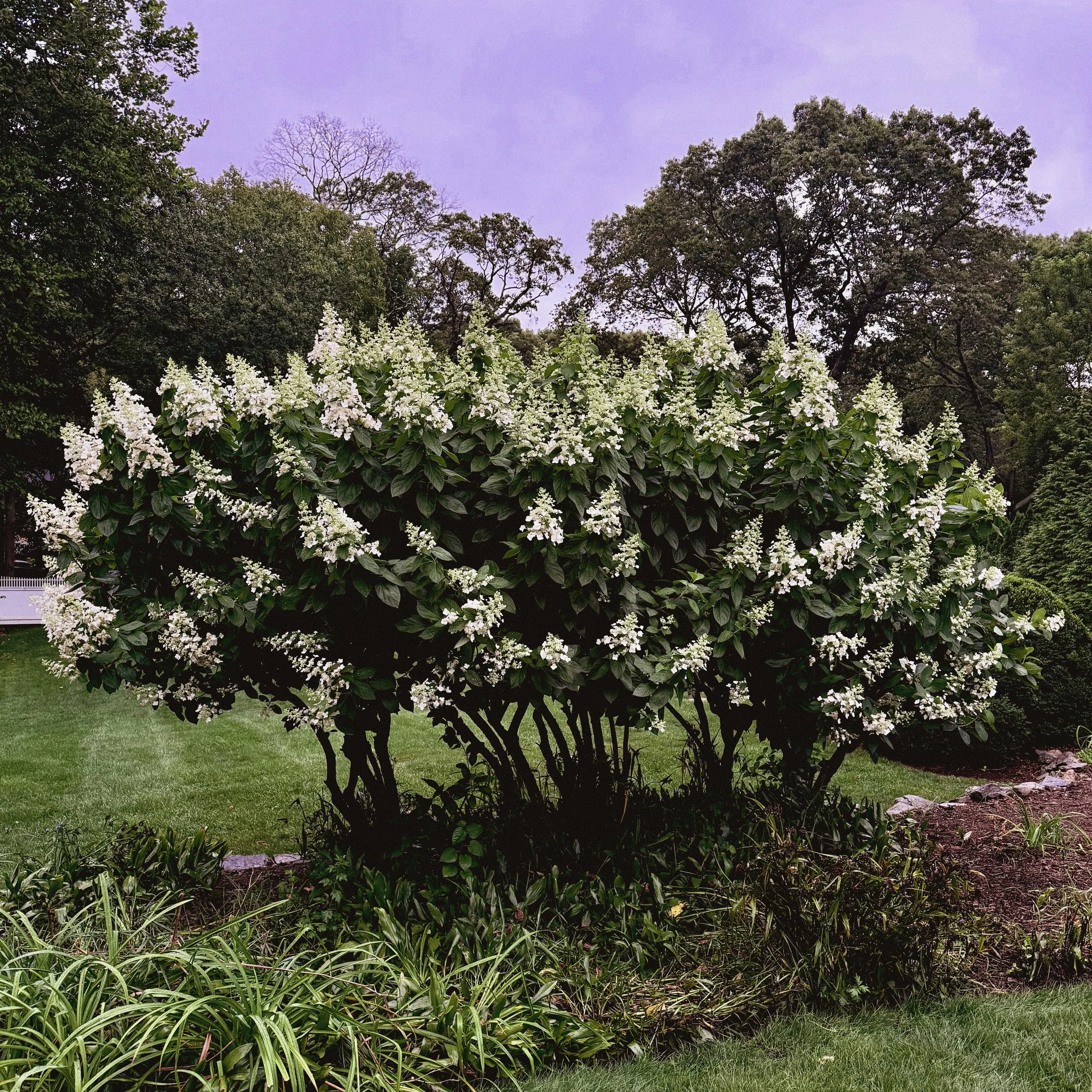 A large shrub with white flowers and dark green leaves in a garden with green grass and trees in the background.