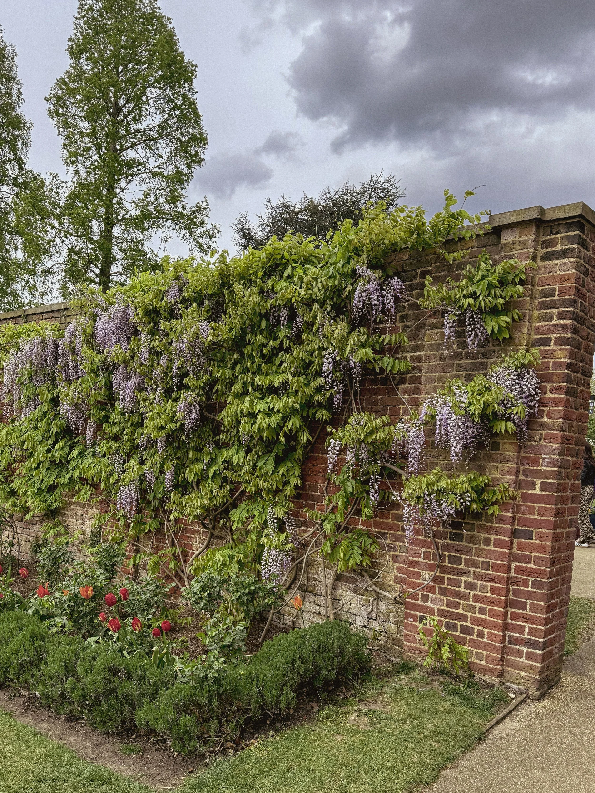 A brick wall covered with green foliage and purple wisteria flowers, with a garden bed of red tulips and green plants in front, under a cloudy sky.