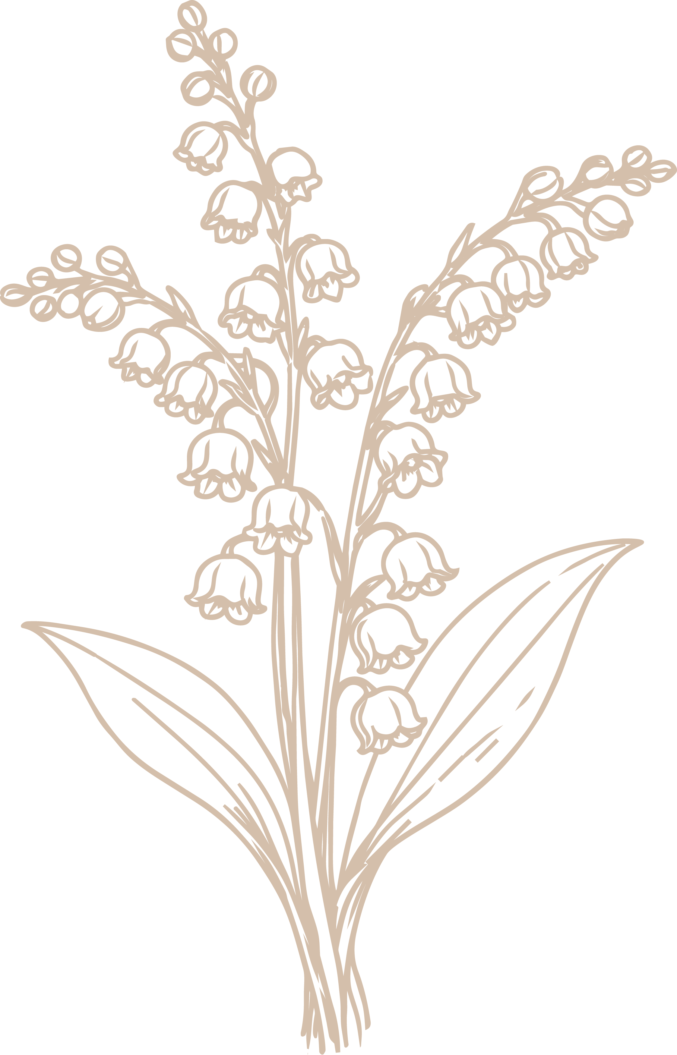 Line drawing of a sprig of lily of the valley with multiple small bell-shaped flowers and two large leaves, on a black background.