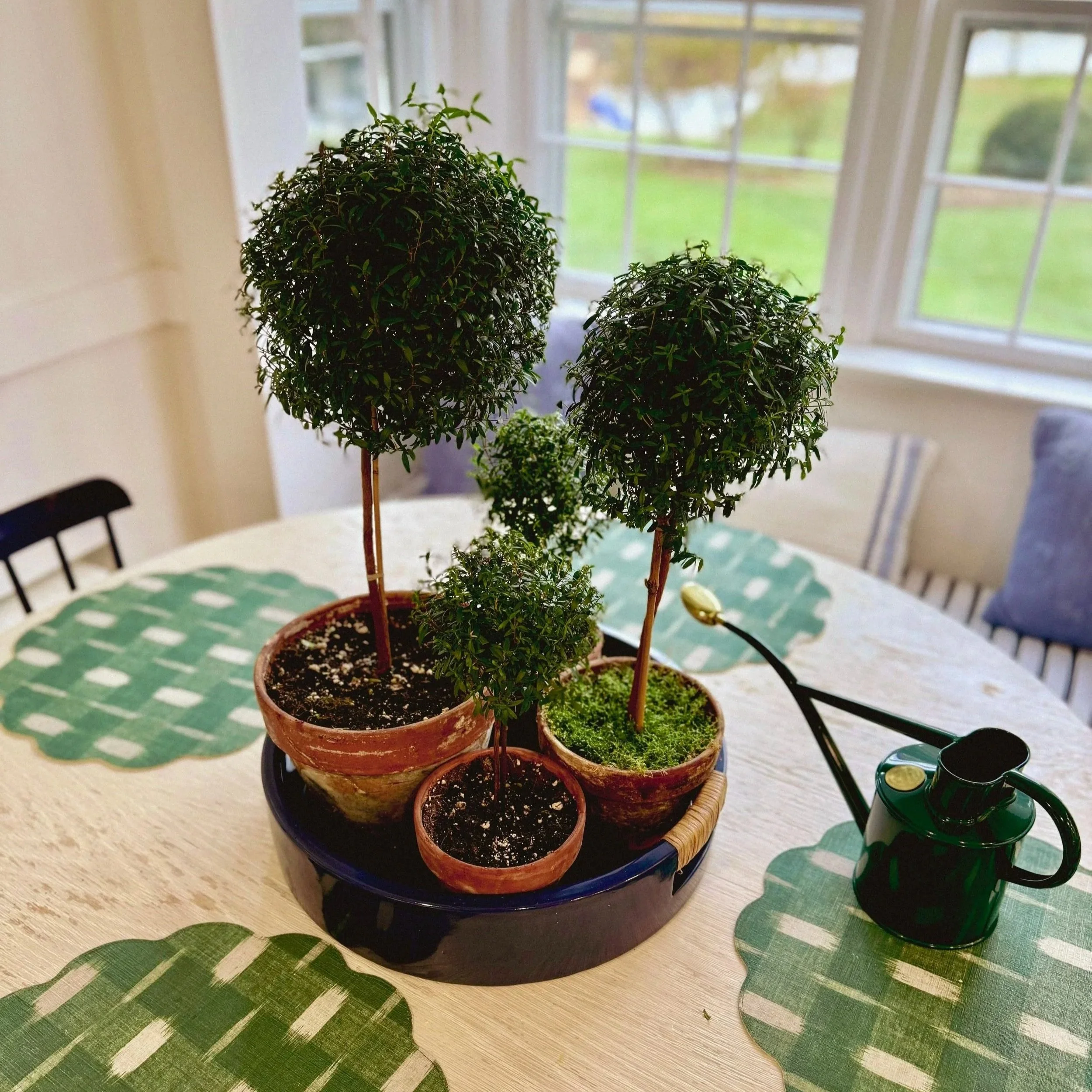 Indoor table with potted bonsai trees, green watering can, and leaf-shaped placemats near window with view of green yard